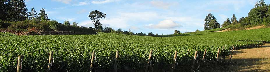 Crawford Beck Vineyard View