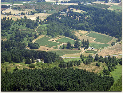 Crawford Beck Vineyard - Aerial View