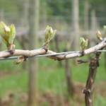 Crawford Beck Vineyard - Spring buds emerge - 2012