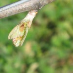 Budburst