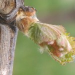 New leaves just out of the wooly winter covering