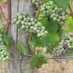 Véraison in the Pinot Noir