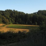 Crawford Beck Vineyard - View 6