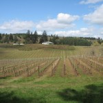 Crawford Beck Vineyard View