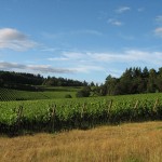 Crawford Beck Vineyard - View 4