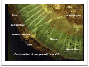 Vineyard Science at Crawford Beck Vineyard