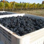 Crawford Beck Vineyard - Pinot Noir harvest